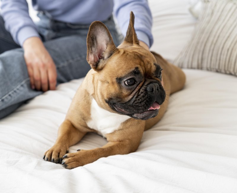 Consulta de evaluación de comportamiento canino